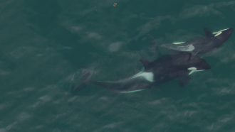 Two whales with kelp