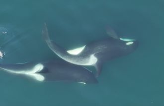 Two whales with kelp