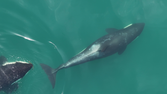 Whale with kelp in its mouth