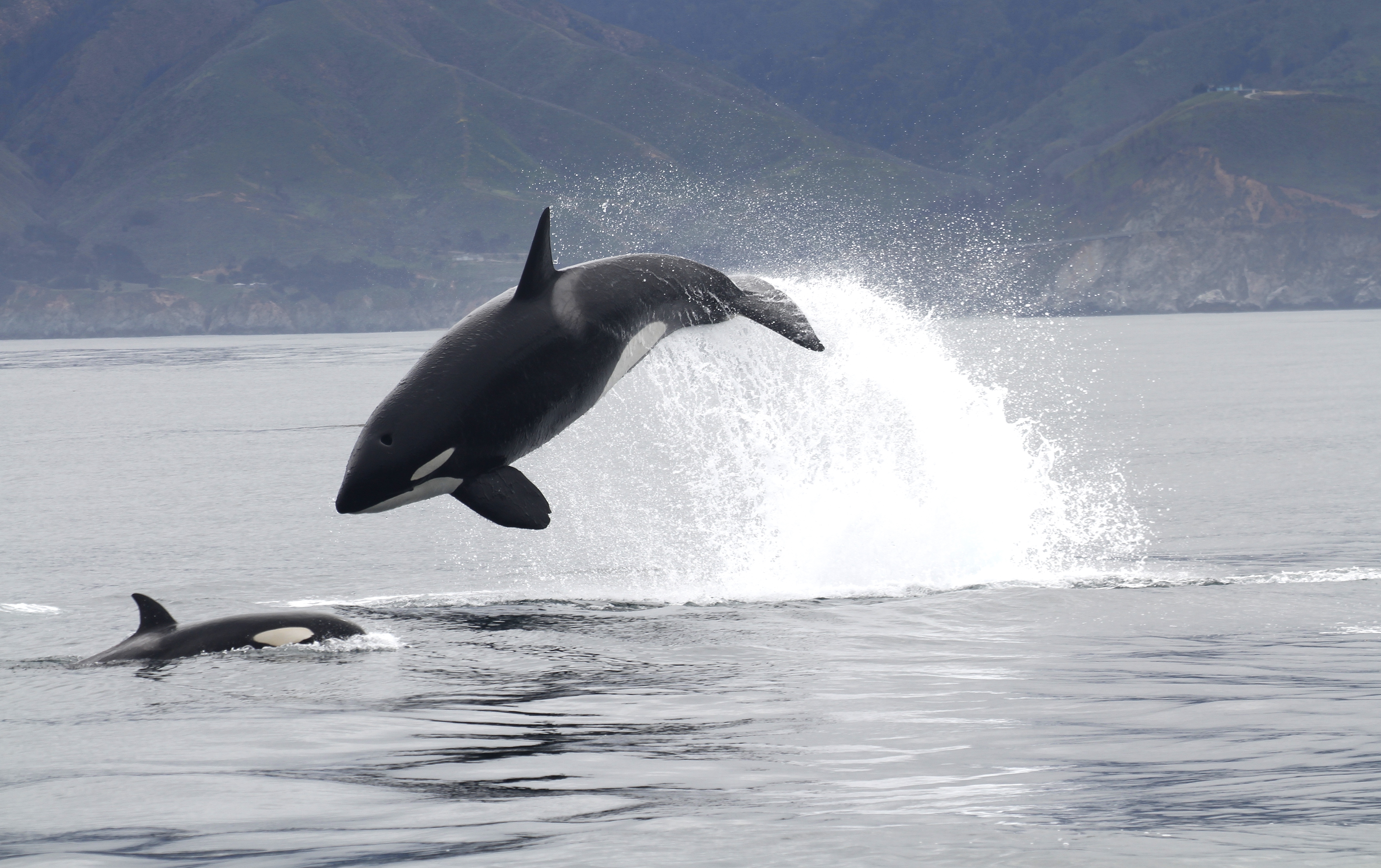 Transient killer whale attacking a California sea lion off Big Sur, California. Credit: Josh McInnes, CC-BY 4.0 