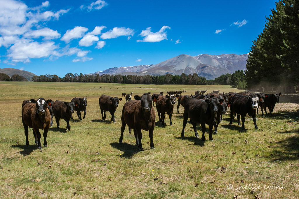 Mackenzie Country - https://www.flickr.com/photos/flyingkiwigirl/26430316320