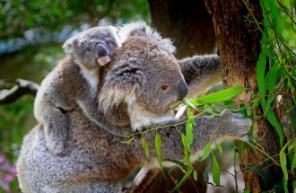 Koala and joey