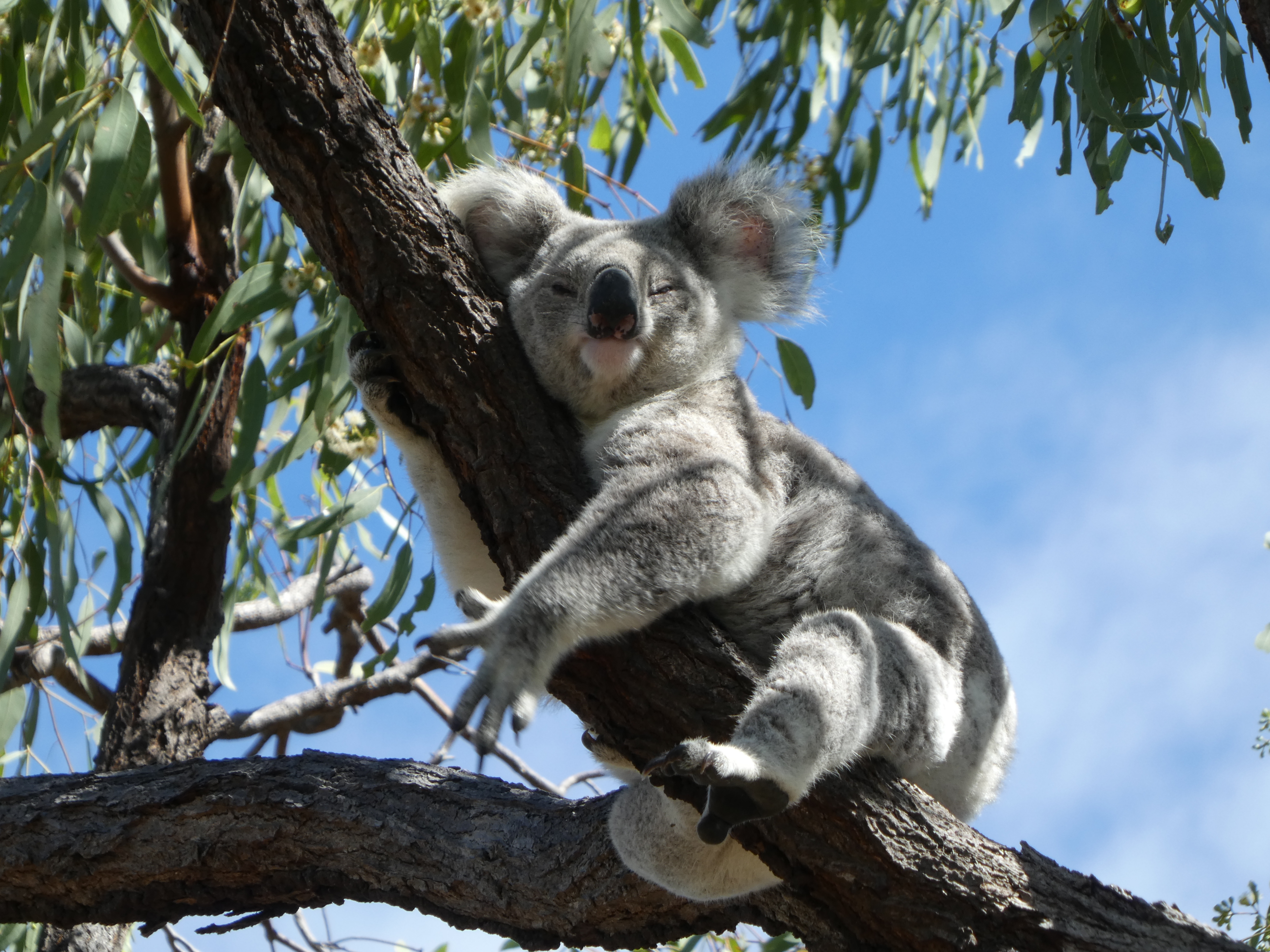A koala in a tree. Credit - Michaela Blyton, The University of Queensland. 