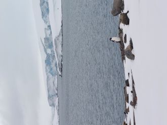 Adélie penguins