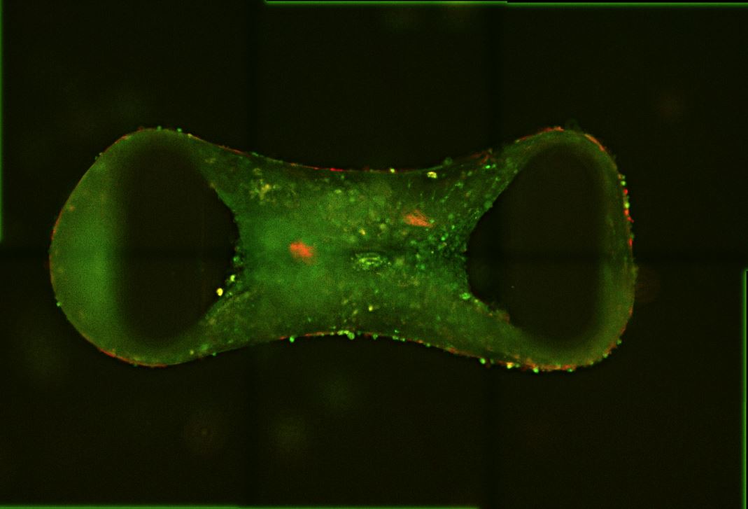 Credit: QIMR Berghofer