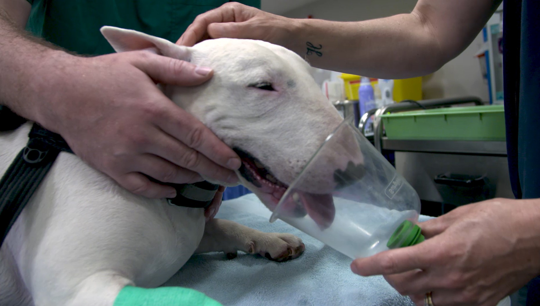 Three-year-old Bull Terrier, Maggie, being prepared for surgery to treat a sarcoma at Perth Veterinary Specialists. Maggie is one of the first dogs to take part in the clinical trial which is hoped to lead to better treatments for children with sarcoma.