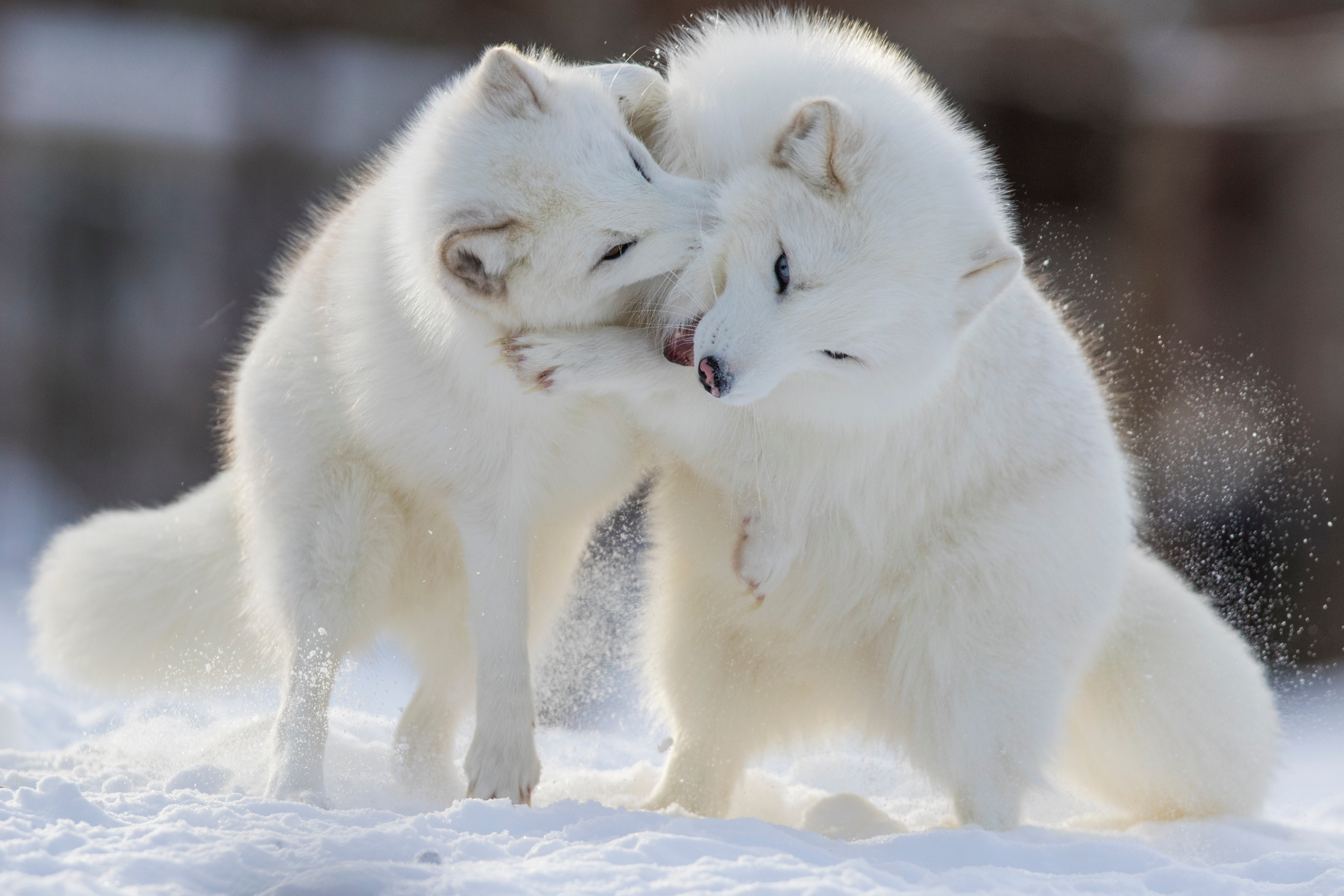 Endangered Scandinavian Arctic foxes. Credit: Adobe Images
