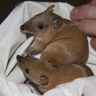 Baby golden bandicoots in WA