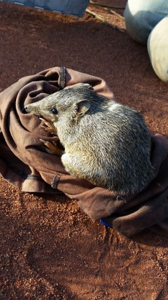 Male golden bandicoot