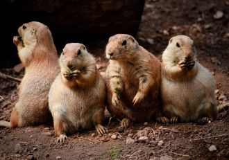 Prairie dogs
