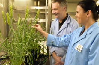 Prof. Ian Small (L) and Dr Joanna Melonek examining wheat plants