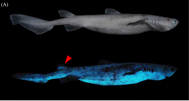 Copyright Jérôme Mallefet et al., 2021.