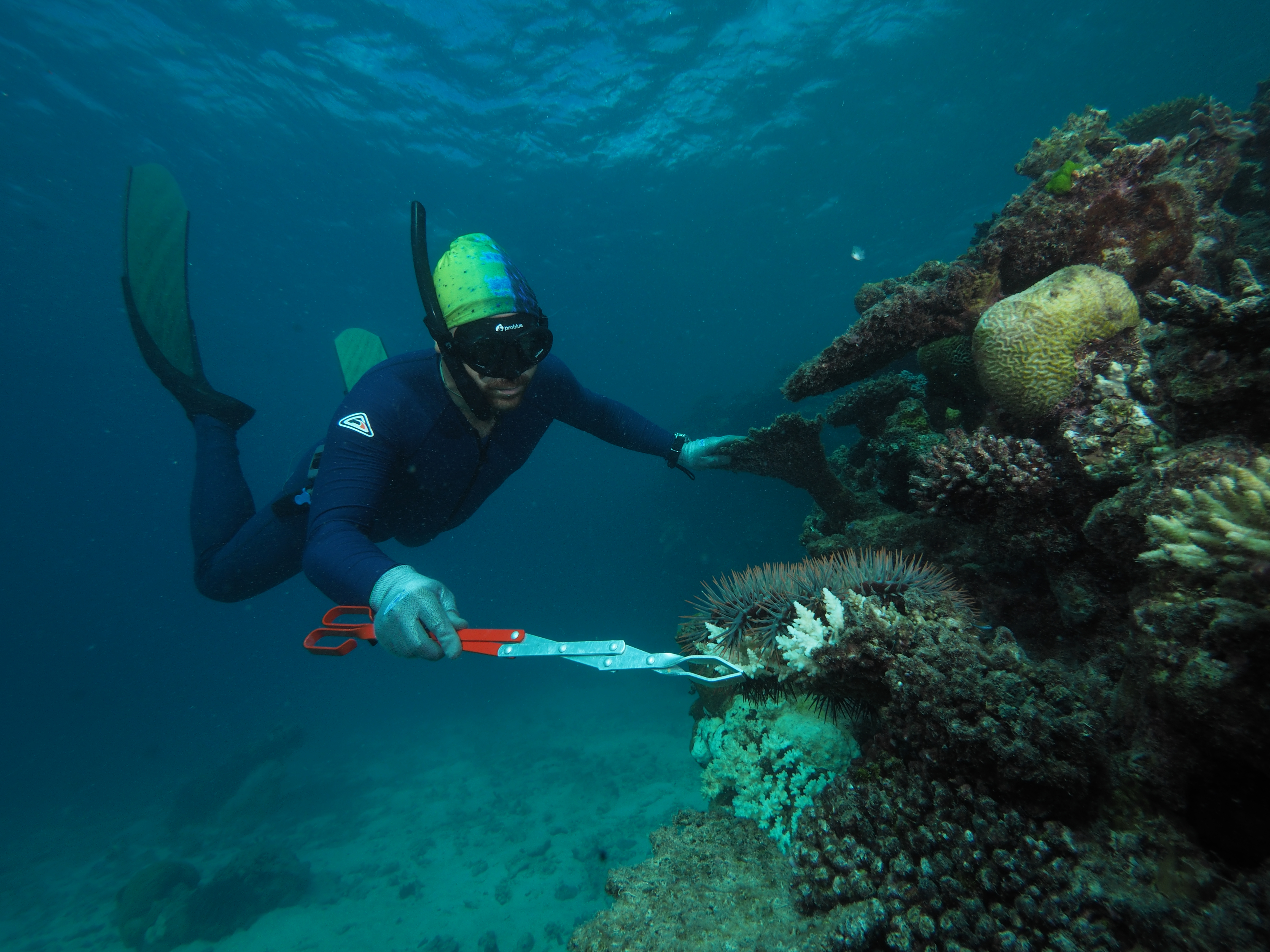 A diver collects a starfish for research Credit David Westcott CSIRO