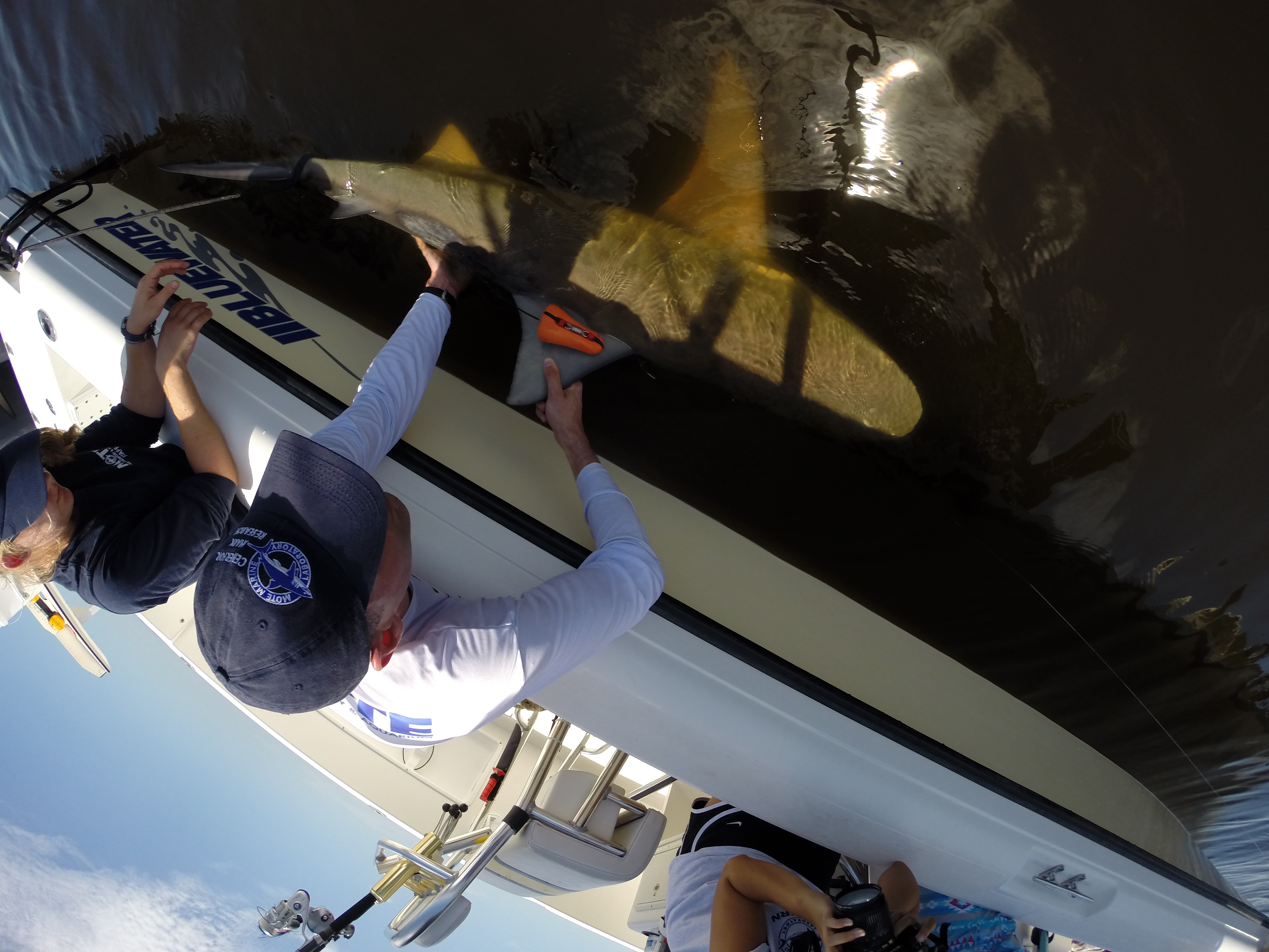 Image credit: Nick Whitney