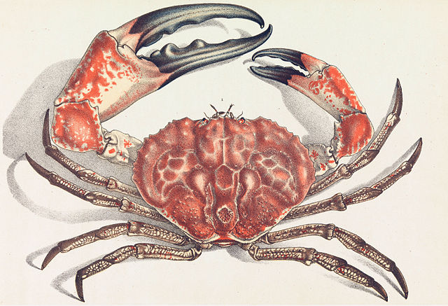 Modern-day Southern Giant Crab. By J.J. Wild via Wikimedia Commons. Modern-day Southern Giant Crab. By J.J. Wild via Wikimedia Commons.
