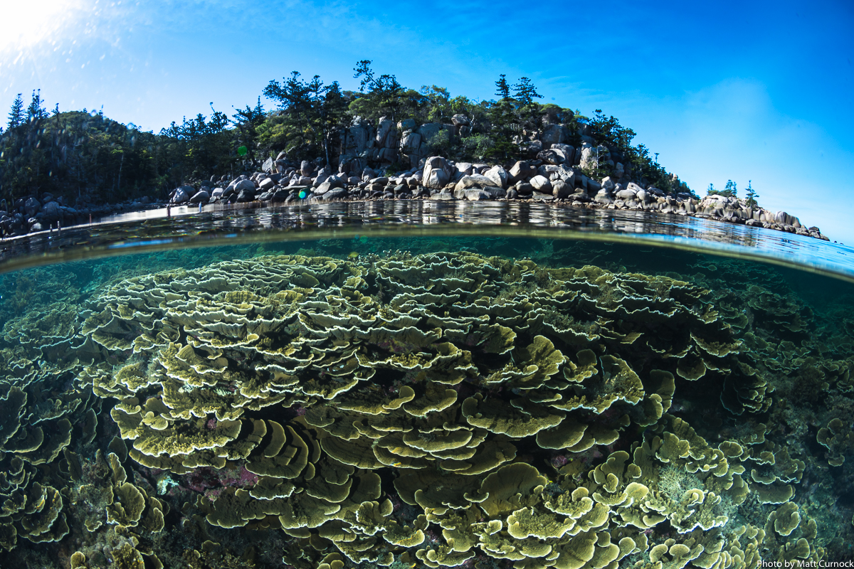 (c)Matt Curnock. Inshore coral reef at Yunbenun Magnetic Island.