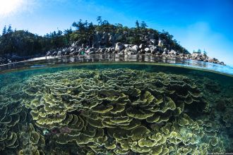 Inshore coral reef at Yunbenun Magnetic Island