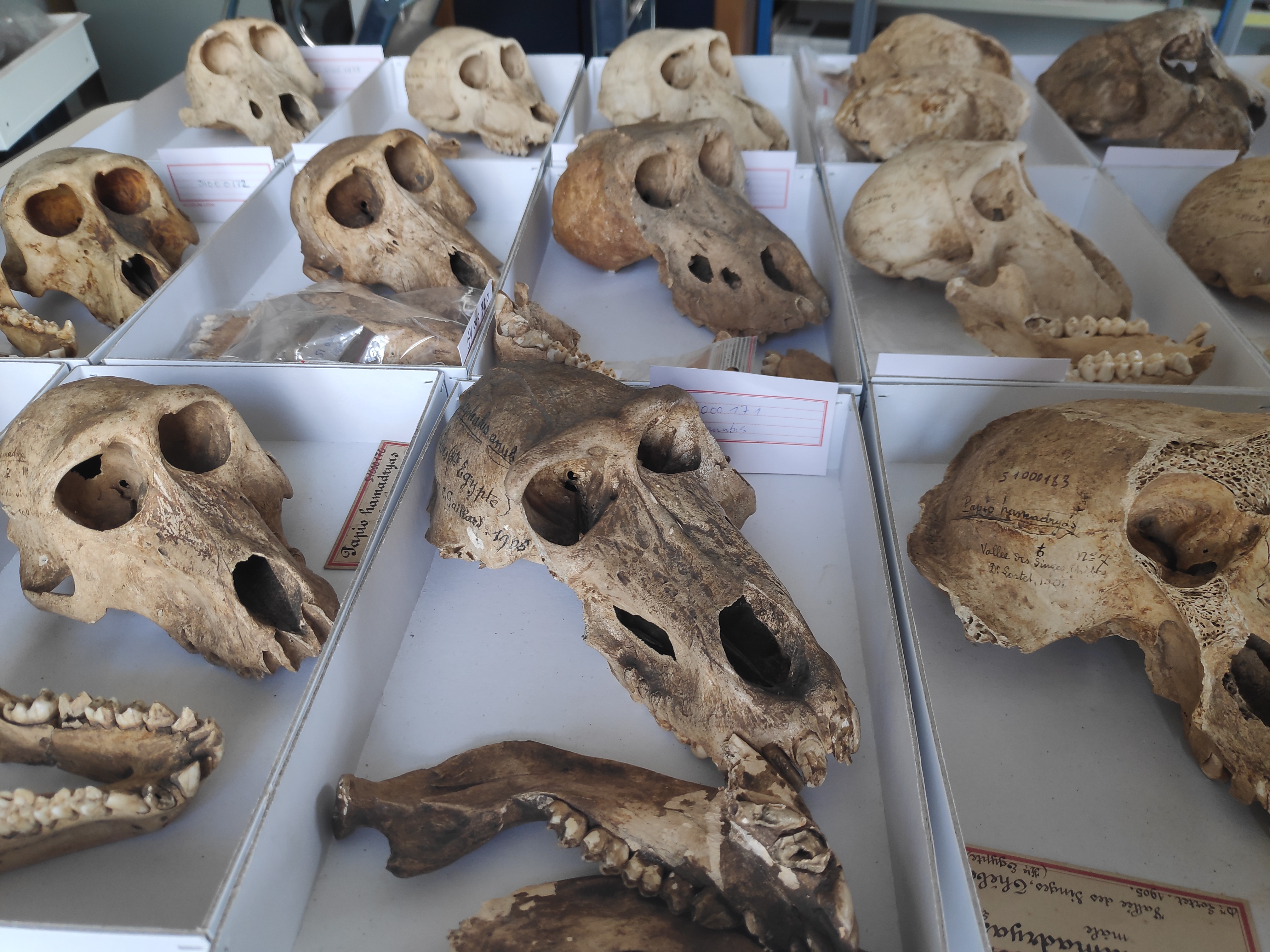 Overview of some skulls available for study. CREDIT: Bea De Cupere, CC-BY 4.0 (https://creativecommons.org/licenses/by/4.0/)  
