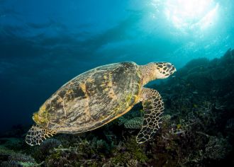 A Hawksbill sea turtle