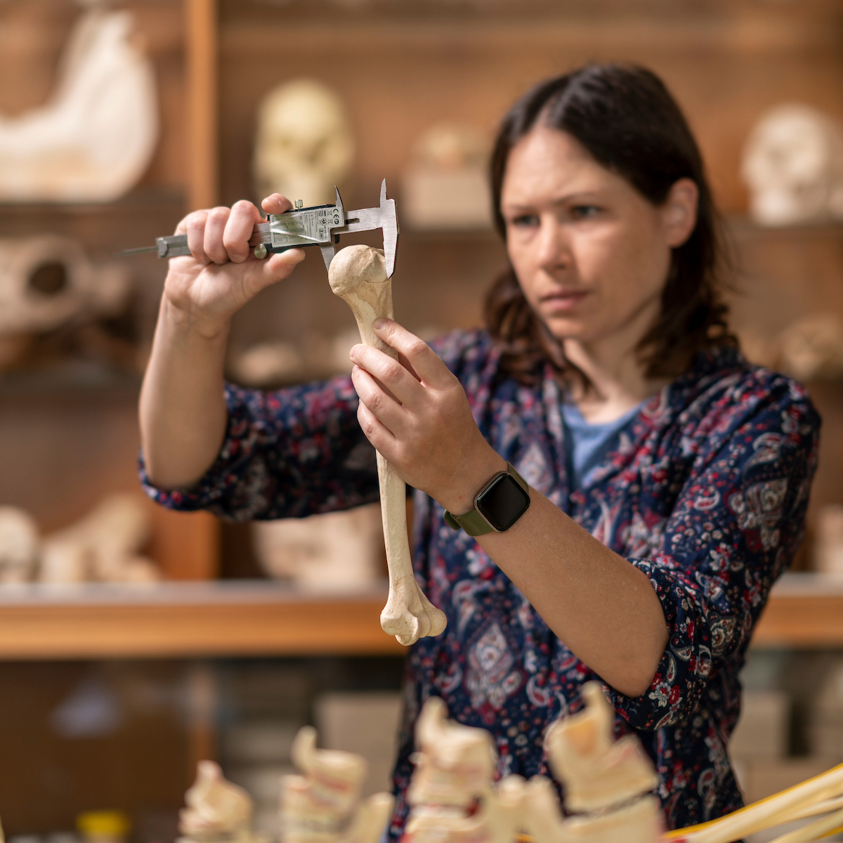 Associate Professor Laura Wilson measures a replica of a human femur. Image: Jamie Kidston/ANU.