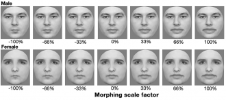 Morphed images used in the experiment
