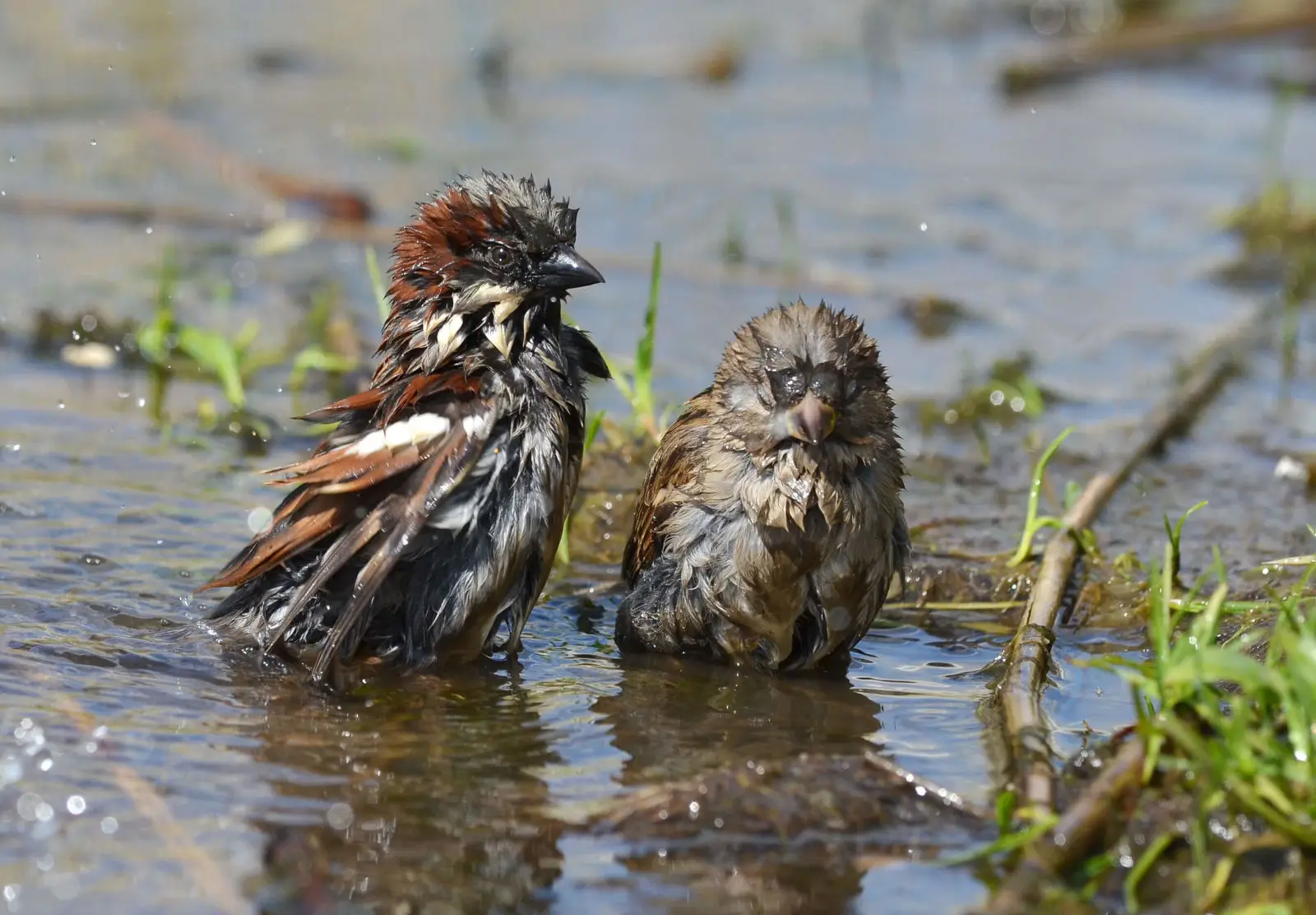 Photo by Ekaterina Chernetsova on Flickr (CC BY 2.0)