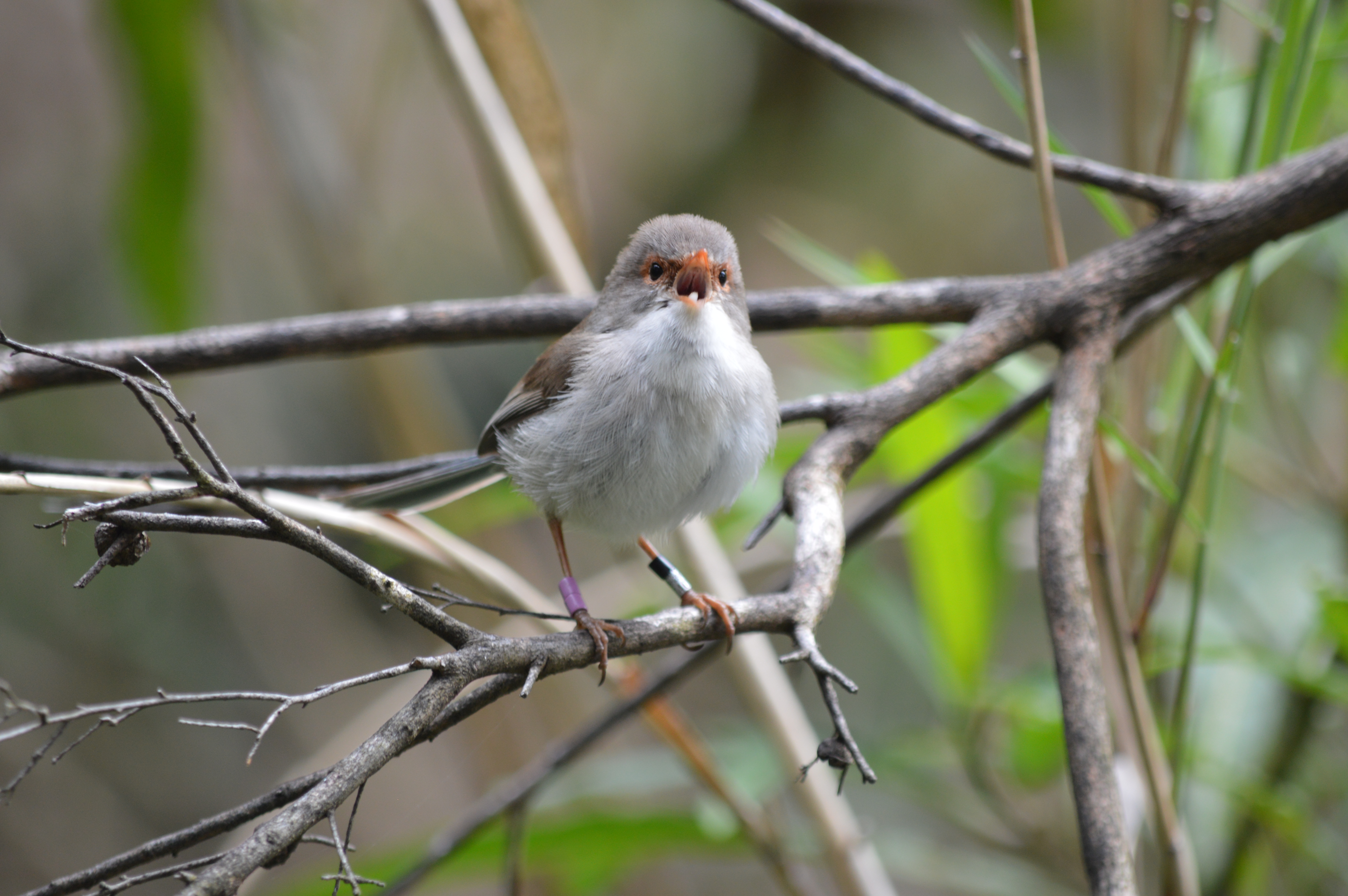 Female superb fairy-wren at Cleland Wildlife Park, Adelaide SA. Photo Andrew Katsis (Flinders University)