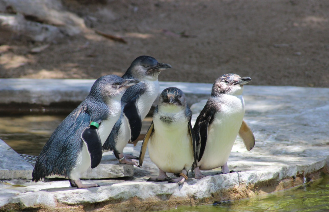  Rowena Shaw/Unsplash