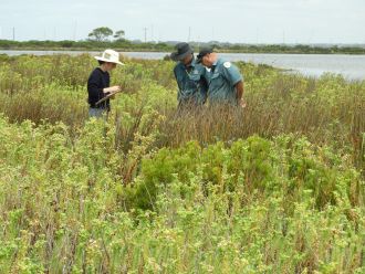 CSIRO and Parks Victoria staff inspecting sea spurge
