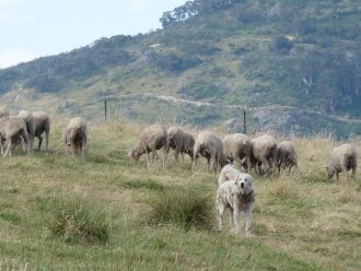 Livestock Guardian Dogs (LGDs) are changing predator behaviour