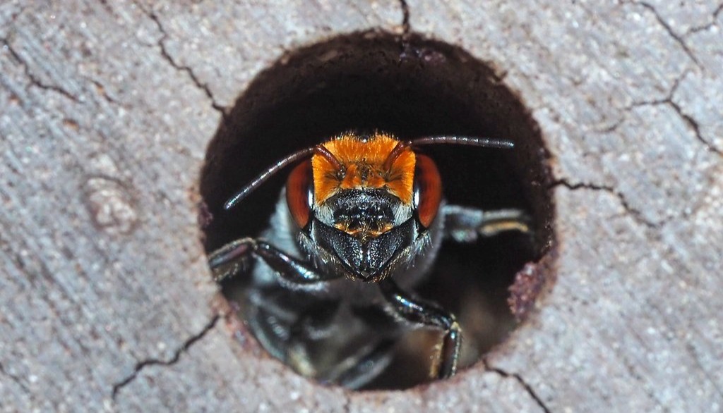 Megachile aurifrons. Credit: Kit Pendergast