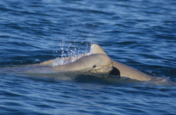 Snubfin mother and calf. Photo Guido J Parra (Flinders)
