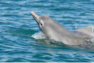 Humpback dolphin 
