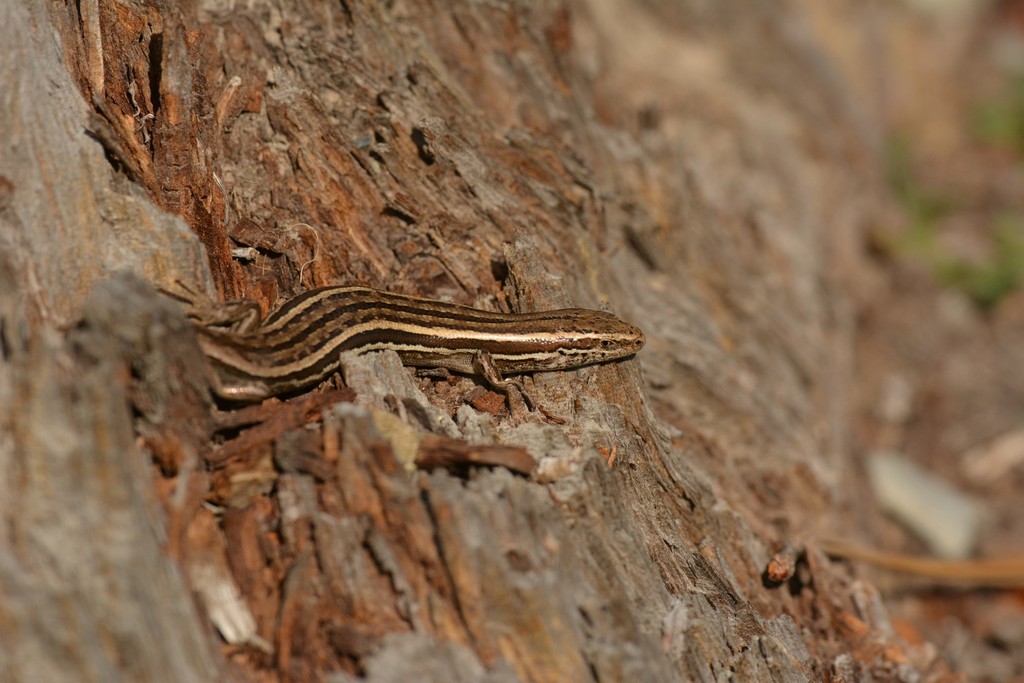 Christopher Stephens from iNaturalistNZ (copyright: CMKMStephens) - https://www.inaturalist.org/photos/23849480