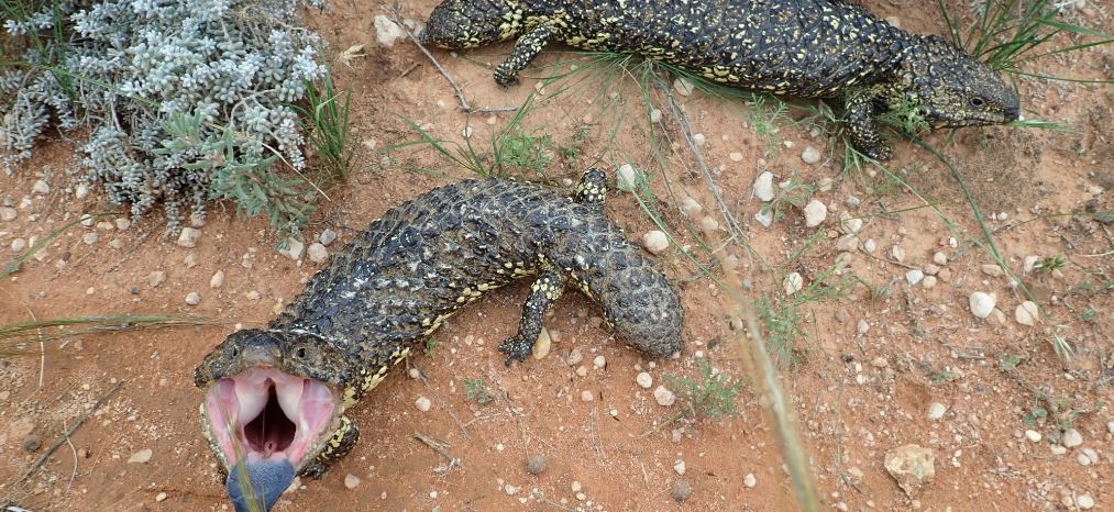 A pair of sleepy lizards, Tiliqua rugosa (also known as bobtail or shingleback lizards). Photo: M Gardner (Flinders University)