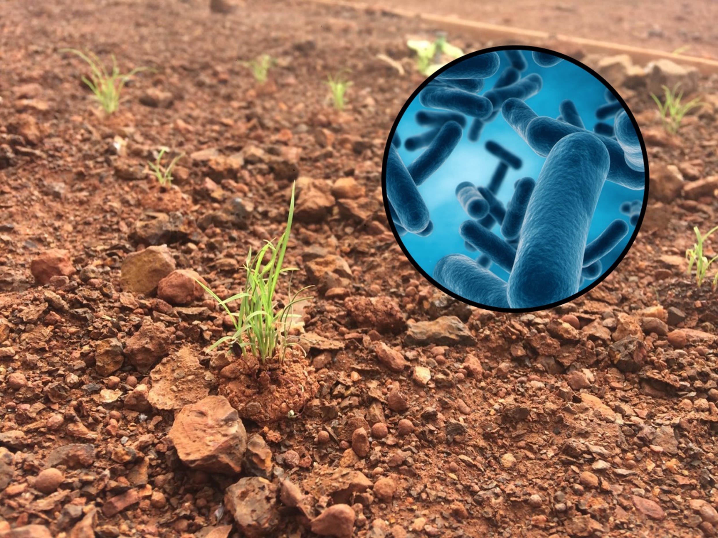 These spinifex seedlings have a greater chance of becoming established with their occupant bacteria. Photo: Frederick Dadzie/Graphic: Shutterstock.