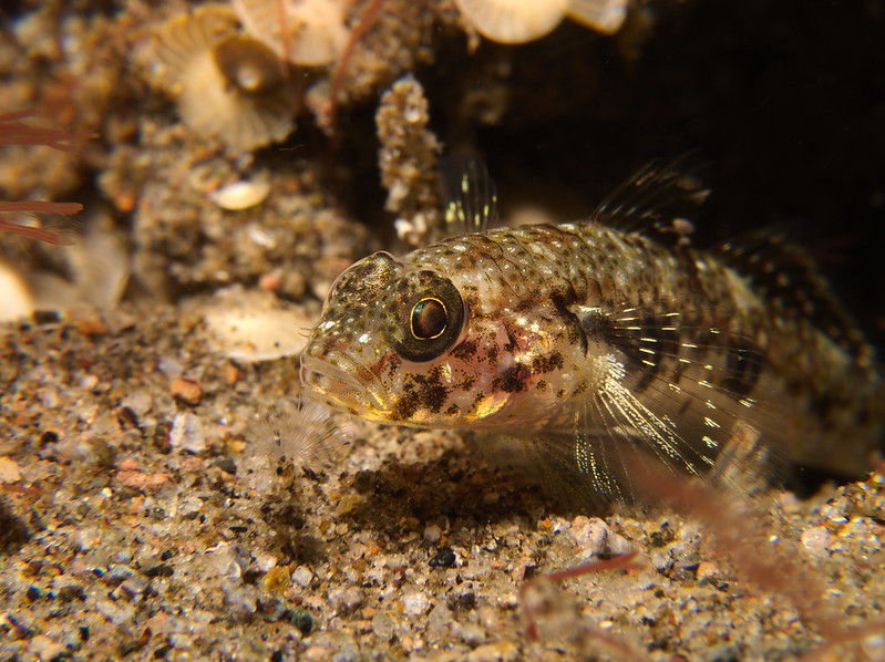 Klaus Stiefel via Flickr. 