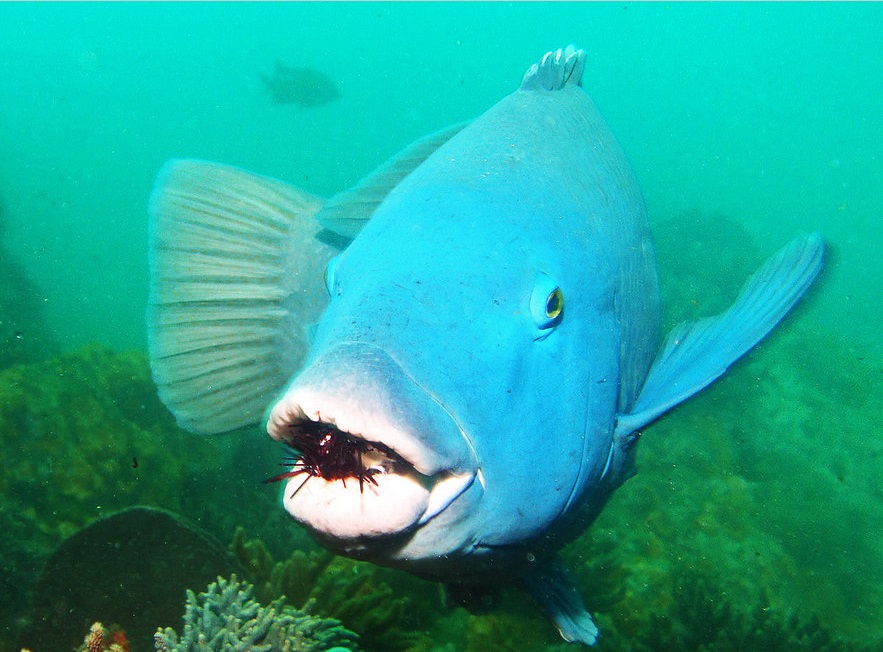 A blue groper eating a long-spined sea urchin fed to by a diver. While it’s known that blue groper fish can eat long-spined sea urchins, the aim of this study was to reveal how often it happens in the wild, without human interference. The findings suggest it's far less than assumed. Credit: Dr John Turnbull, Reef Life Survey