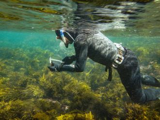 measuring sea urchins