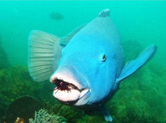 A blue groper eating a long-spined sea urchin fed to it by a diver