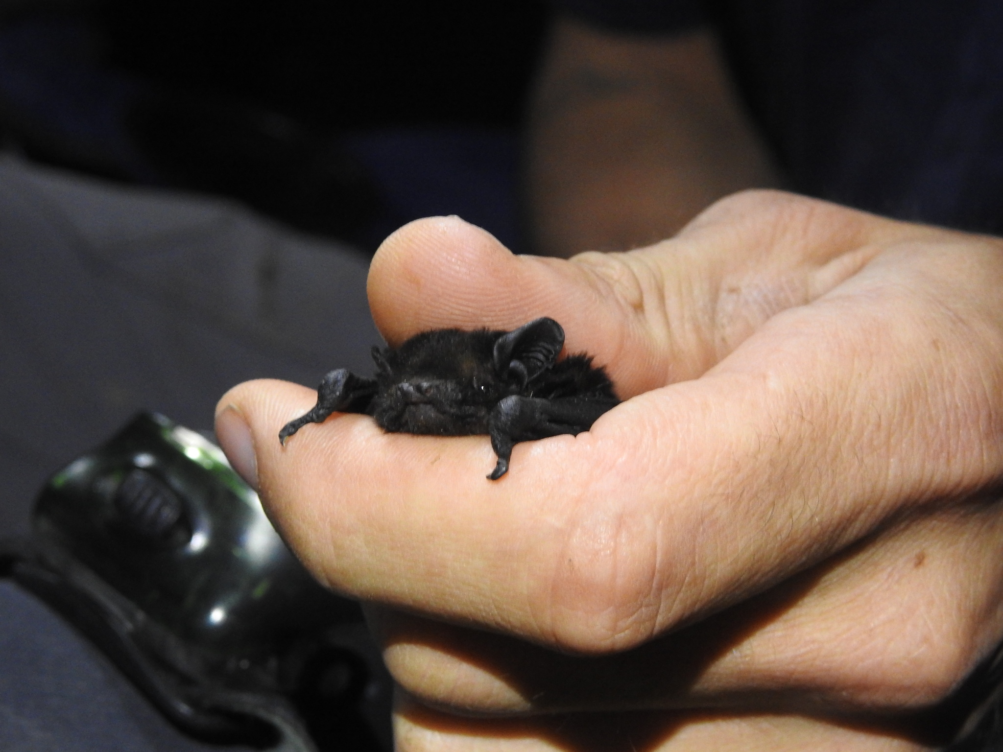 PHOTO: Joe Dillon - https://www.inaturalist.org/photos/104094579, CC BY 4.0, https://commons.wikimedia.org/w/index.php?curid=124729459