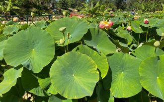 Lotus plants