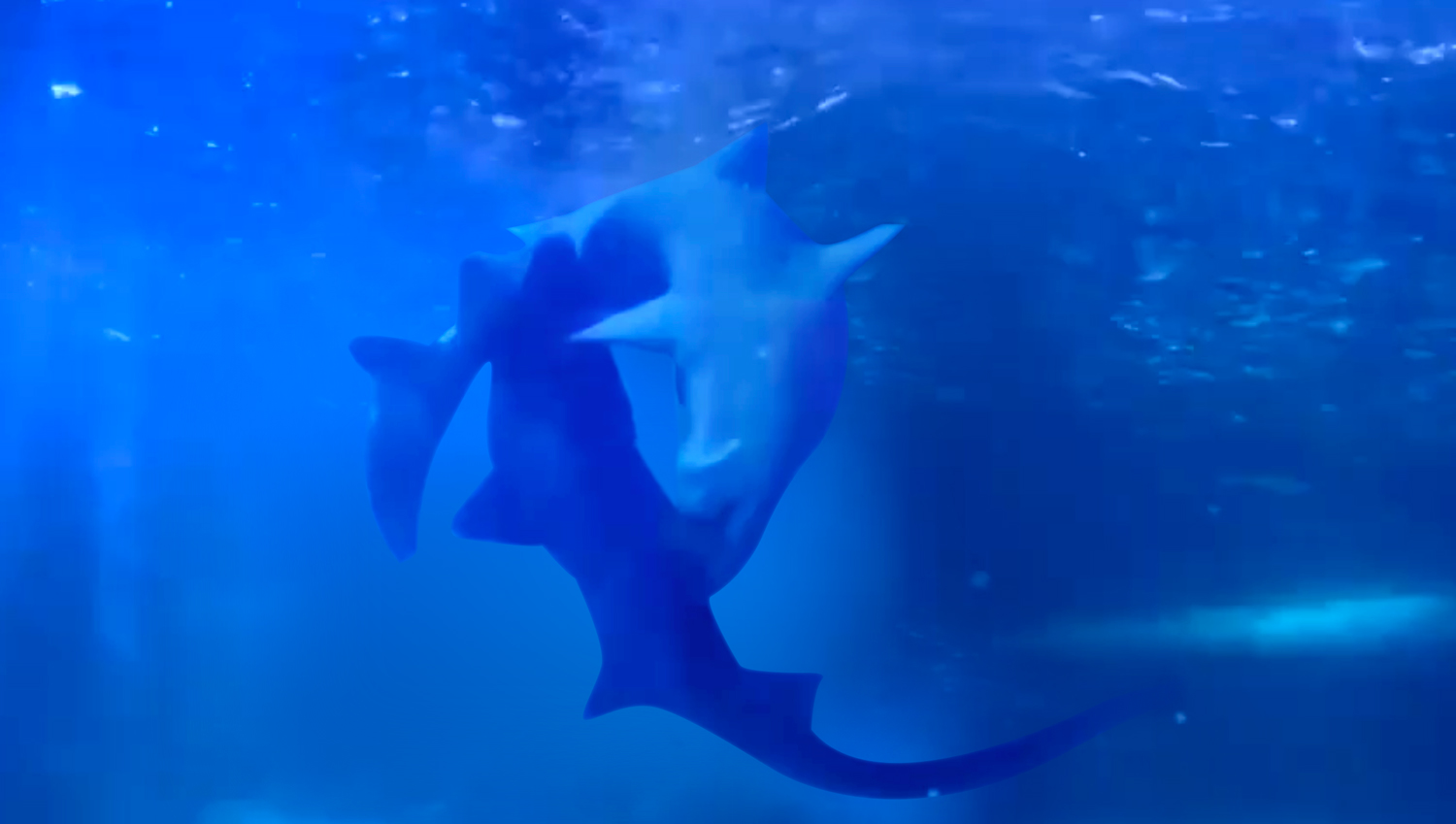 SEA LIFE Sydney Aquarium
