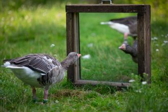 Greylag geese 