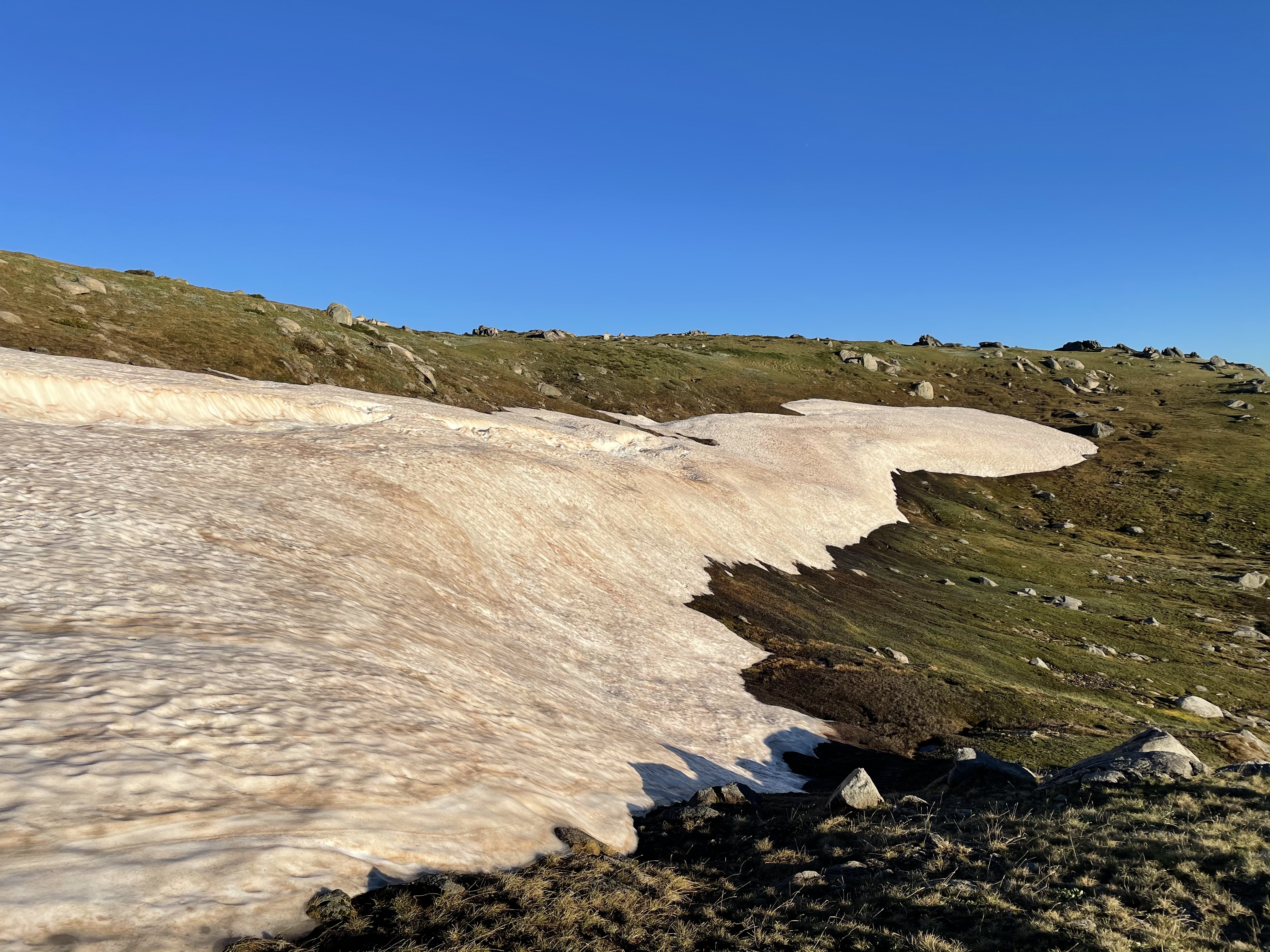 Snowpatch around Bogong High Plains, Falls Creek, Victoria. Credit: Associate Professor John Morgan, La Trobe University