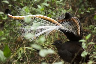 Superb Lyrebird