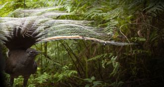 Superb Lyrebird