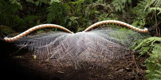 Superb Lyrebird