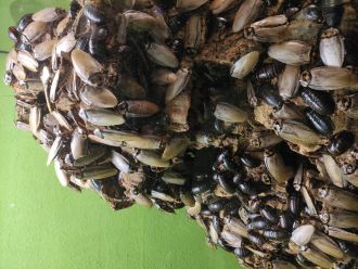 Invertebrate composting quality of the invasive alga Rugulopteryx okamurae