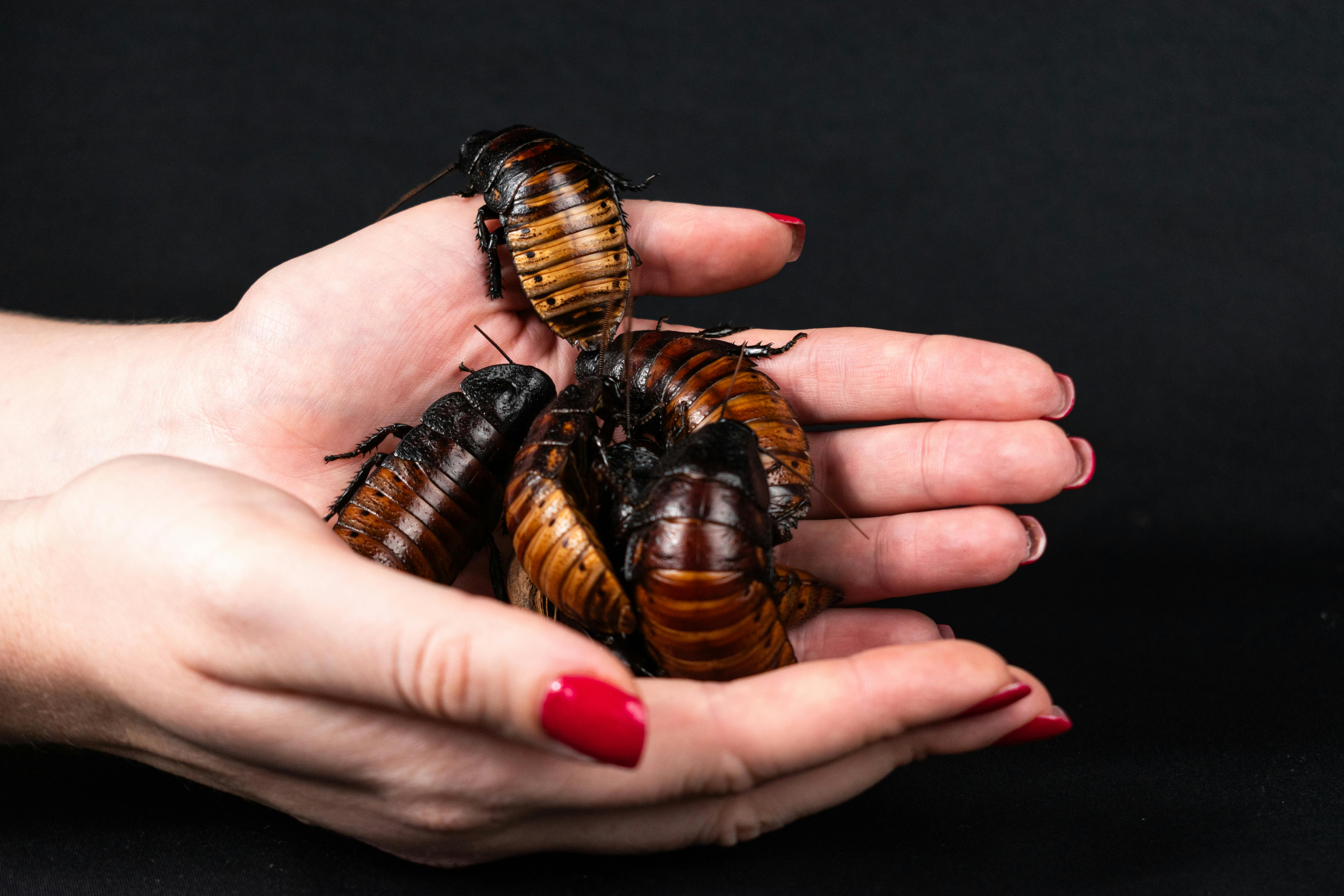 CC-0. https://www.pexels.com/photo/a-person-holding-a-bunch-of-cockroaches-in-their-hands-27719617/
